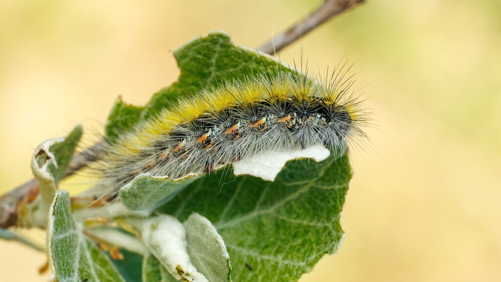Erebidae Diacrisia purpurata