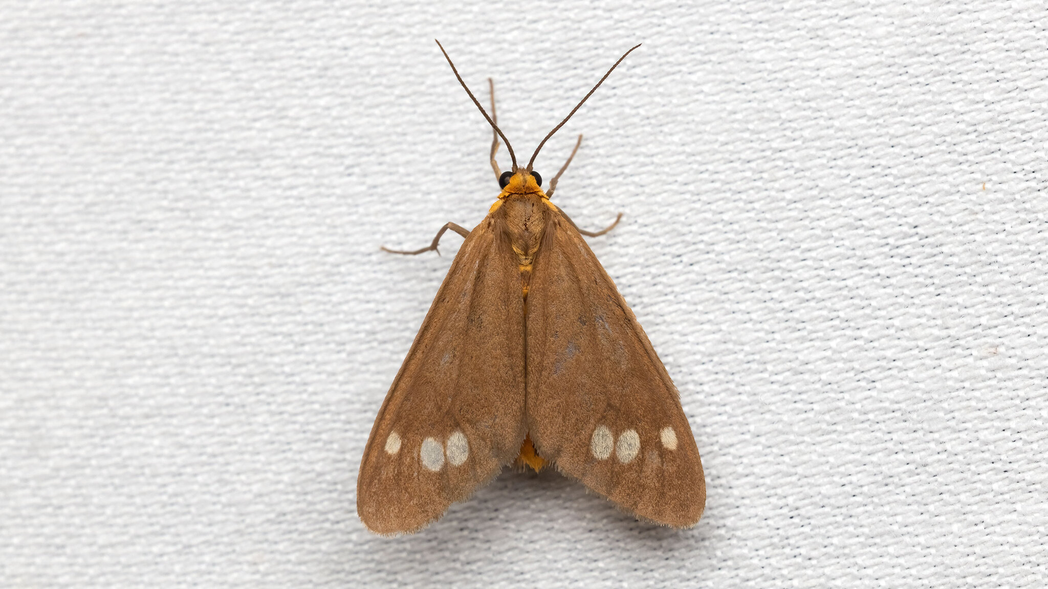 Erebidae Dysauxes ancilla