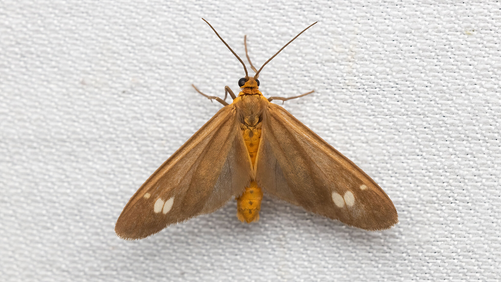 Erebidae Dysauxes ancilla