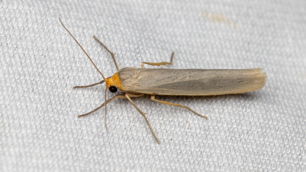 Erebidae Eilema caniola