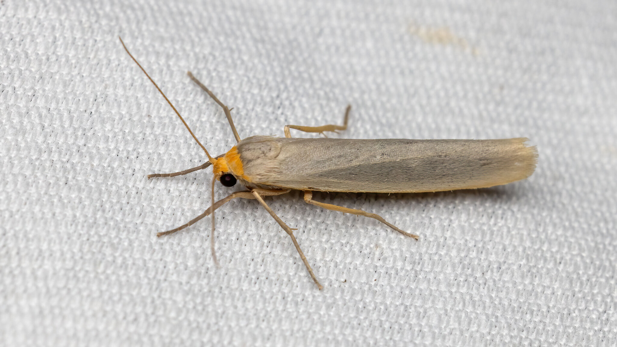 Erebidae Eilema caniola