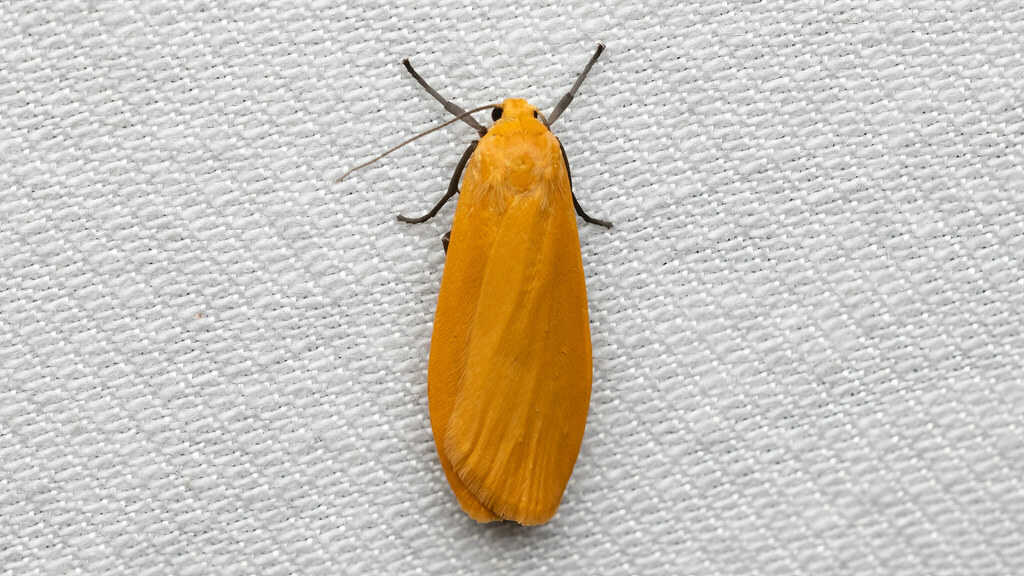 Erebidae Eilema sororcula
