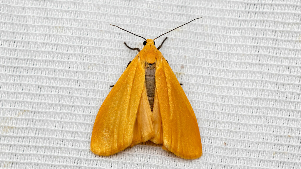 Erebidae Eilema sororcula