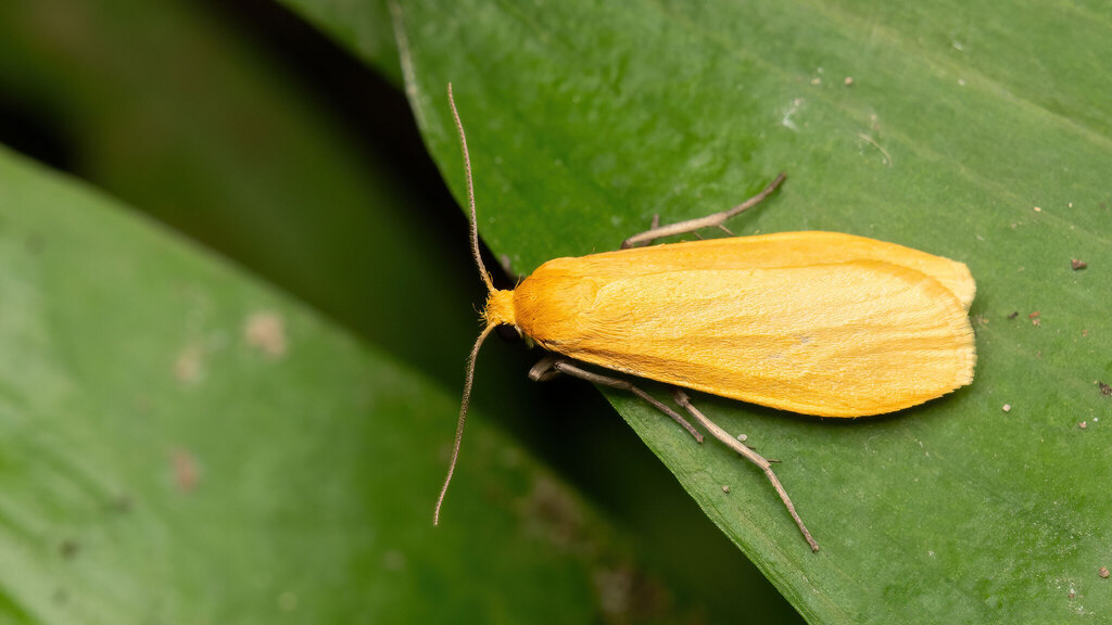 Erebidae Eilema sororcula