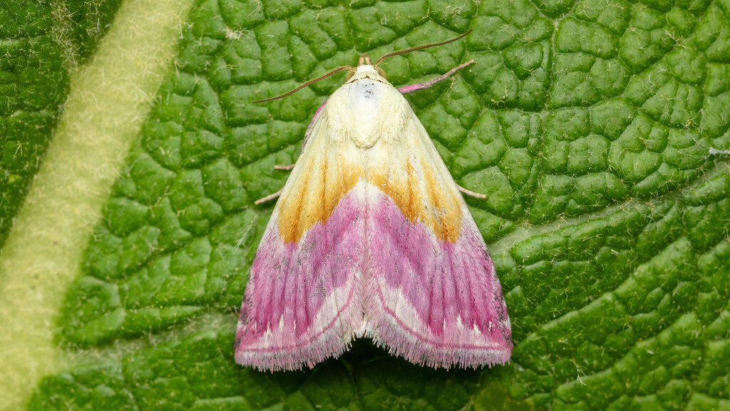 Erebidae Eublemma purpurina