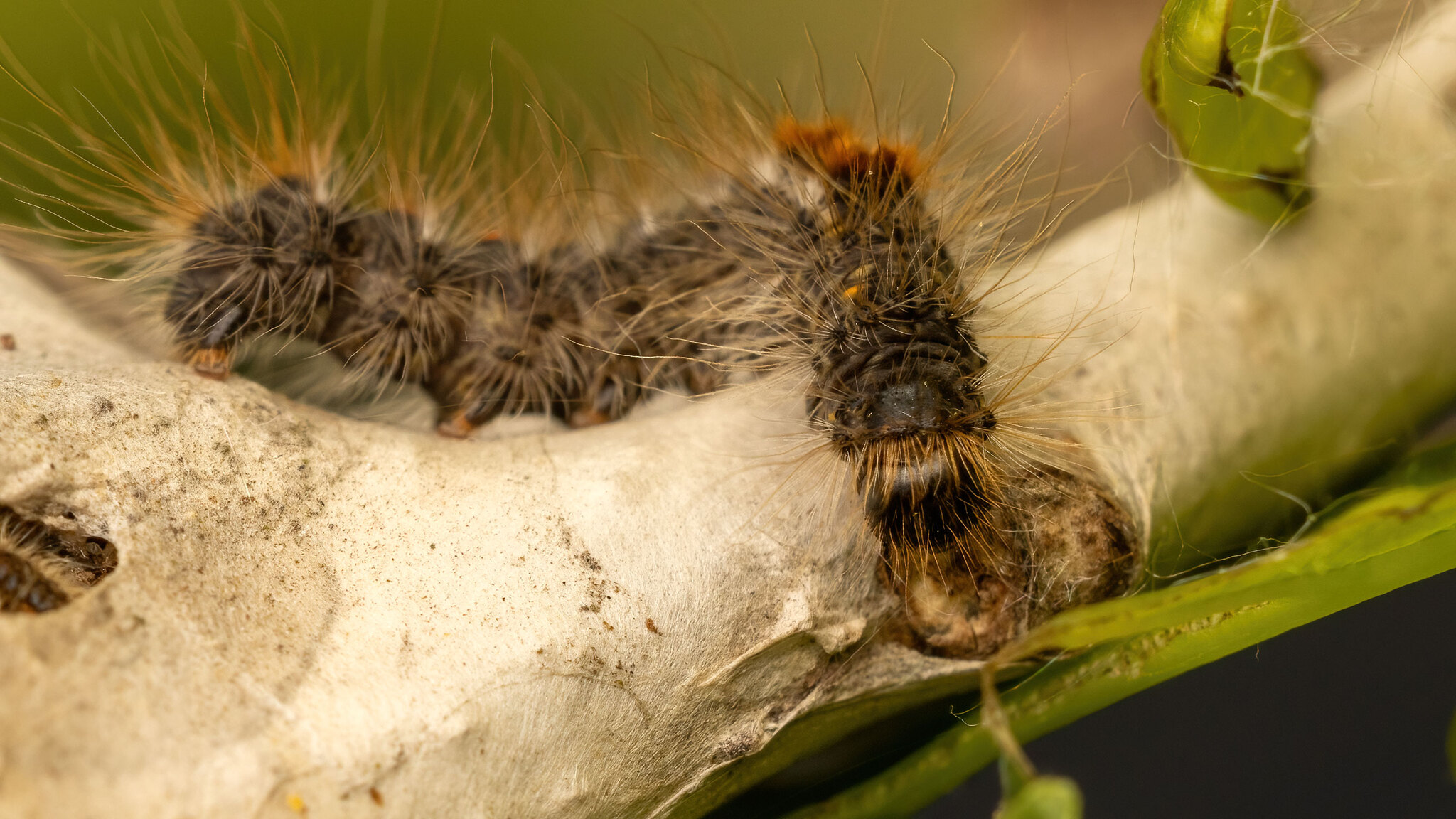 Erebidae Euproctis chrysorrhoea