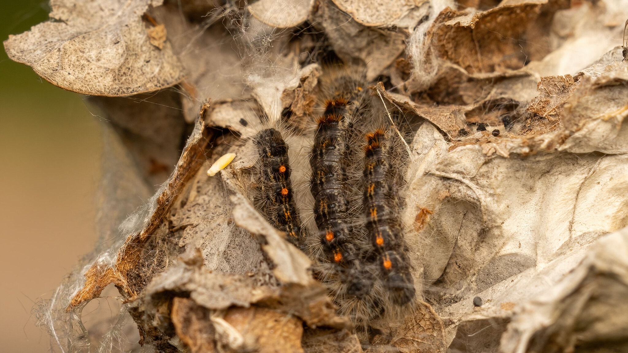 Erebidae Euproctis chrysorrhoea