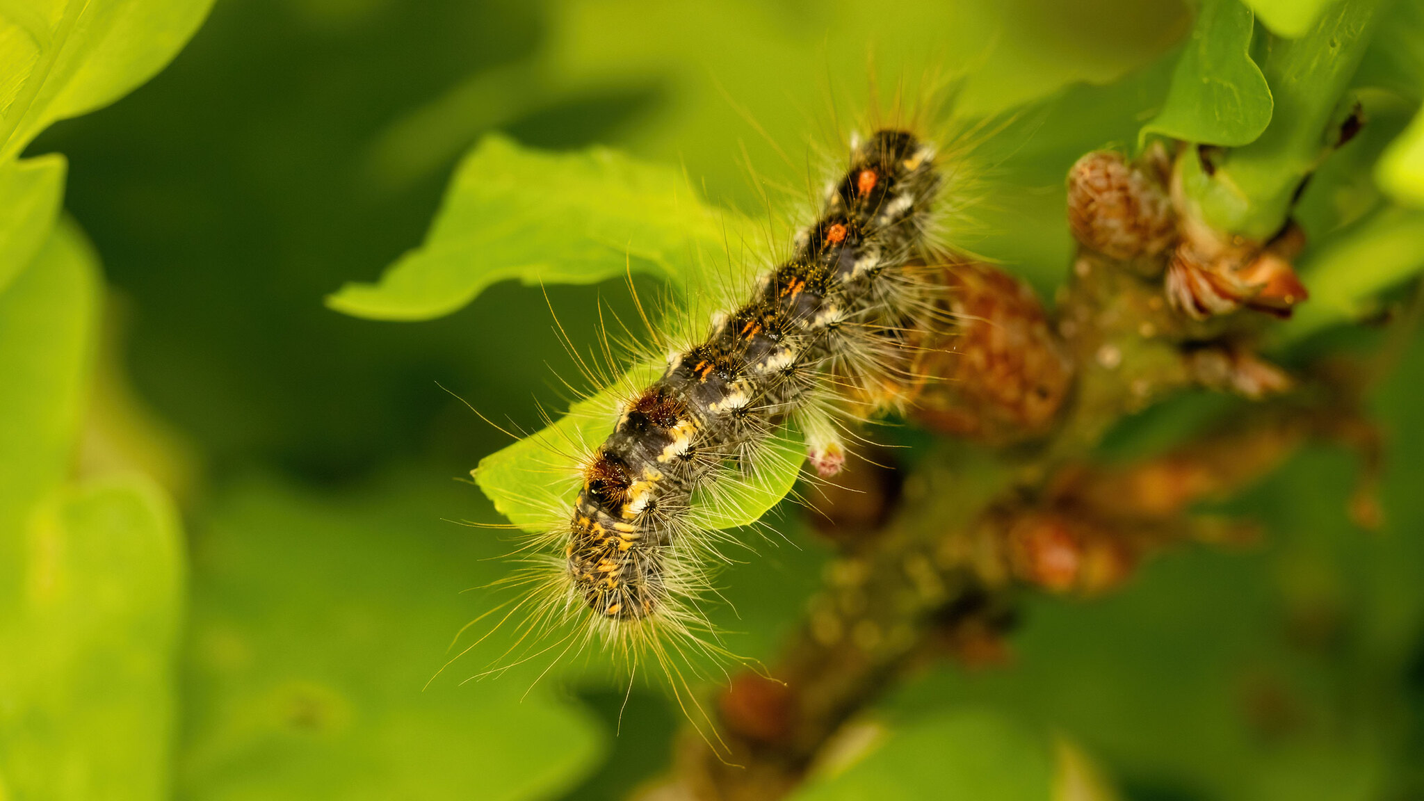 Erebidae Euproctis chrysorrhoea