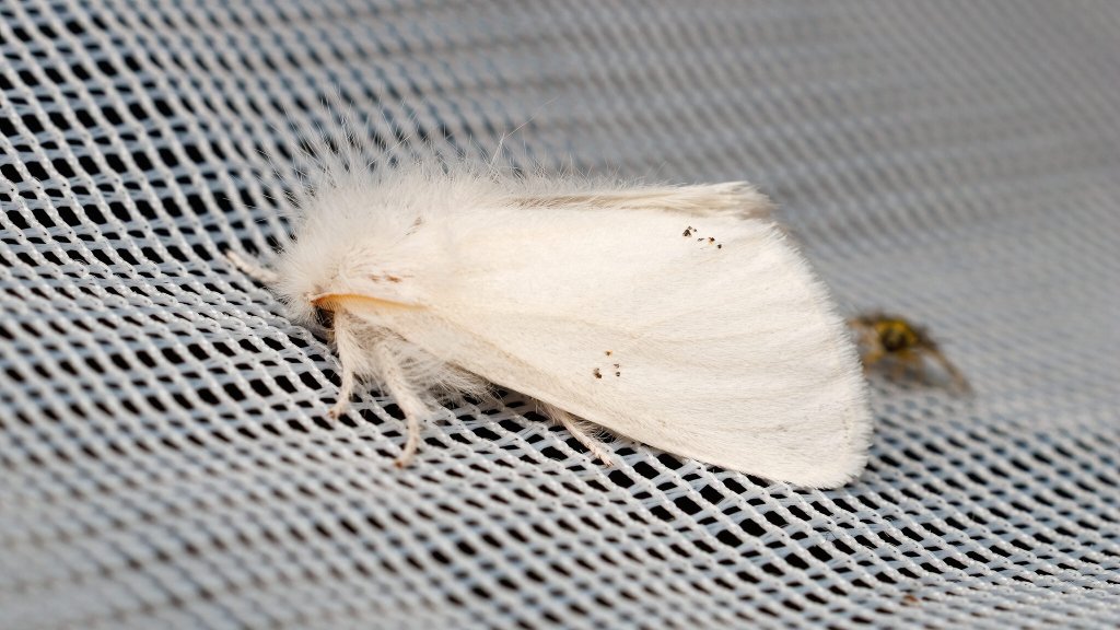 Euproctis chrysorrhoea