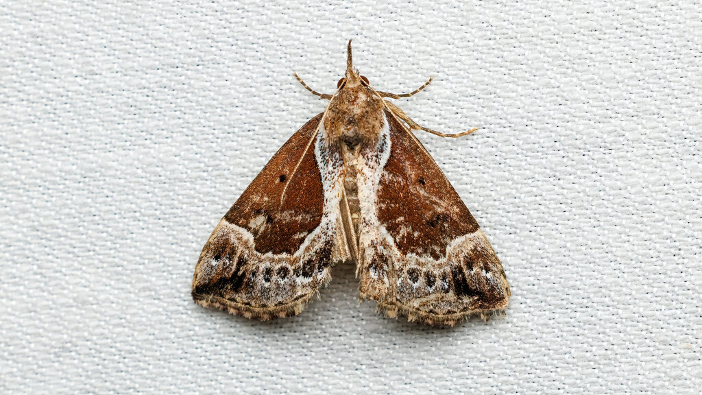 Erebidae Hypena crassalis