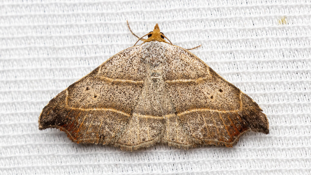 Erebidae Laspeyria flexula