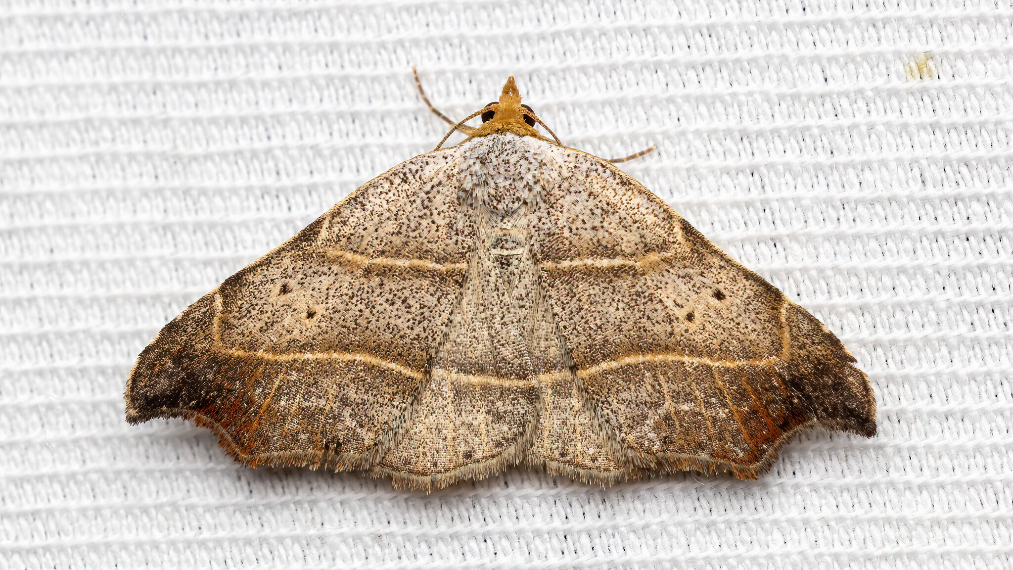 Erebidae Laspeyria flexula