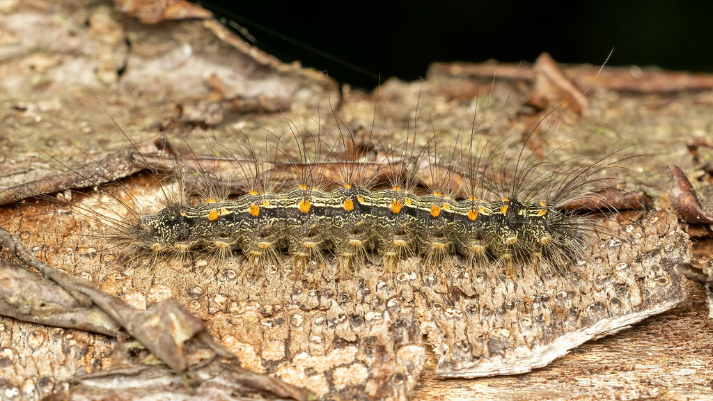 Erebidae Lithosia quadra