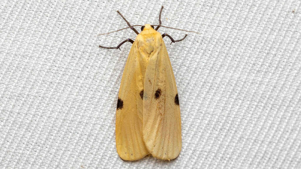 Erebidae Lithosia quadra