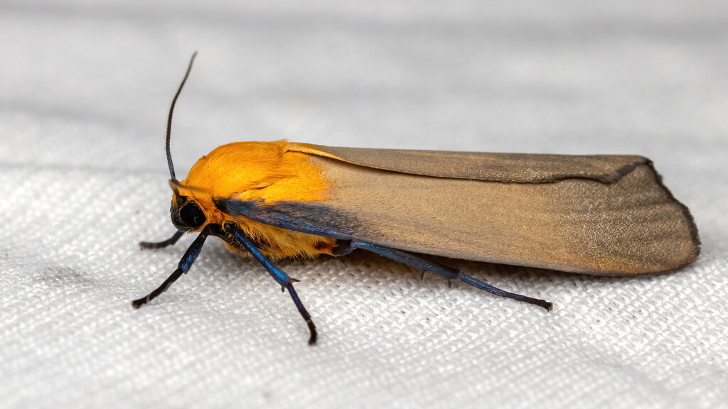 Erebidae Lithosia quadra