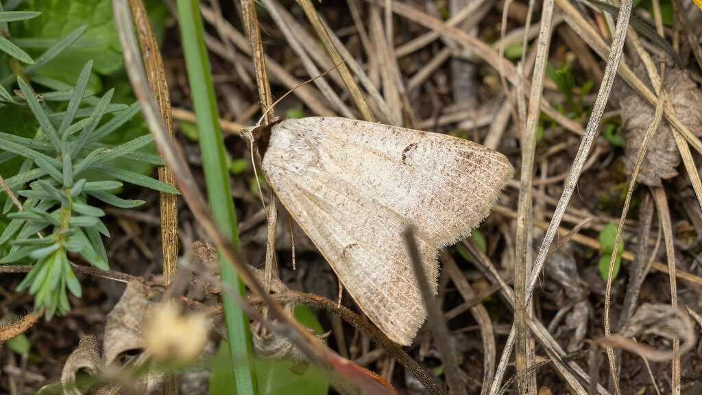 Erebidae Lygephila craccae