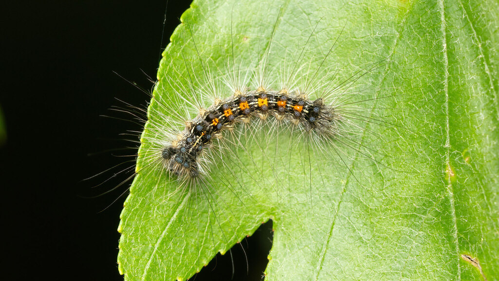 Erebidae Lymantria dispar