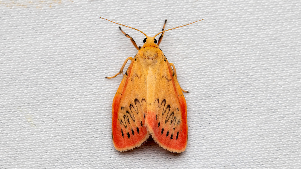 Erebidae Miltochrista miniata