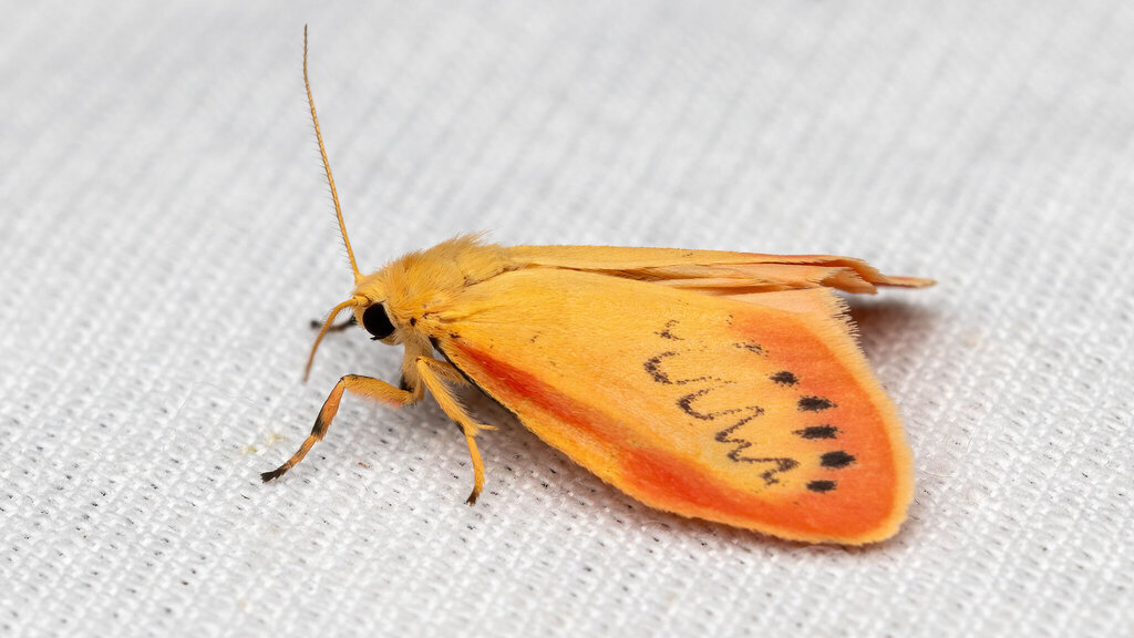 Erebidae Miltochrista miniata