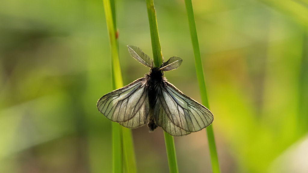 Erebidae Penthophera morio