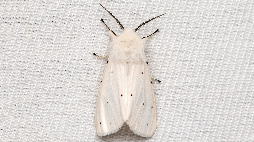 Erebidae Spilosoma lubricipeda