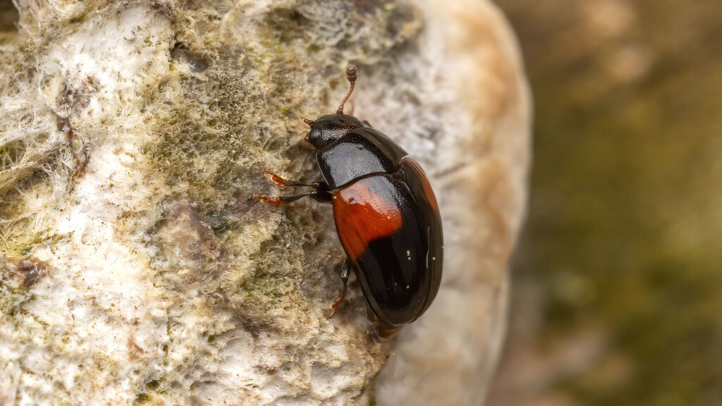 Erotylidae Tritoma bipustulata