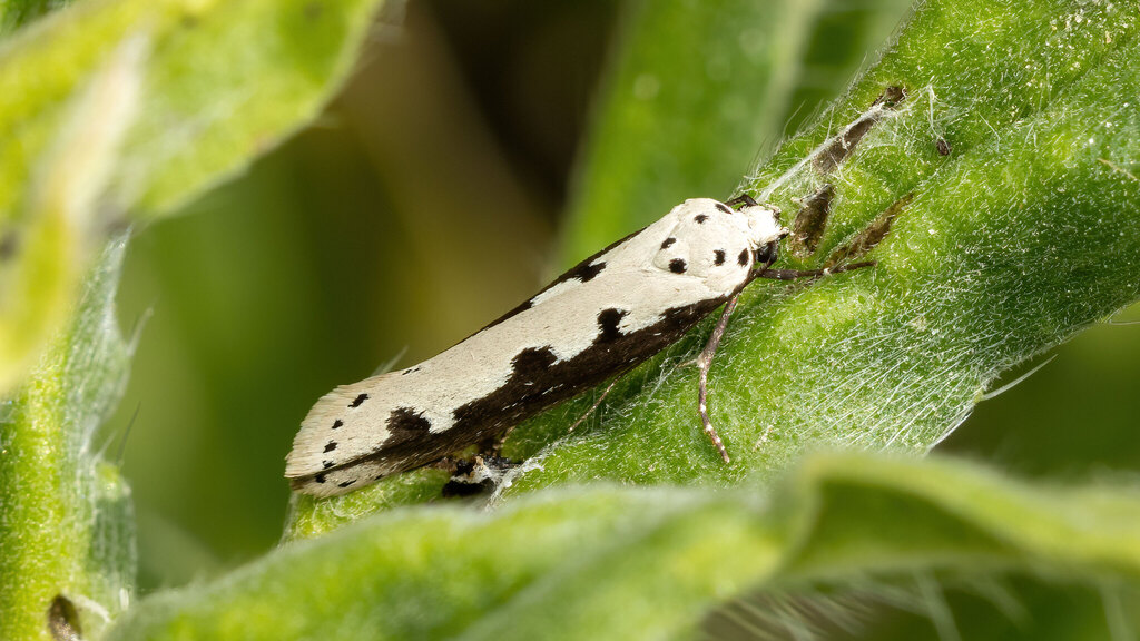 Ethmiidae Ethmia bipunctella