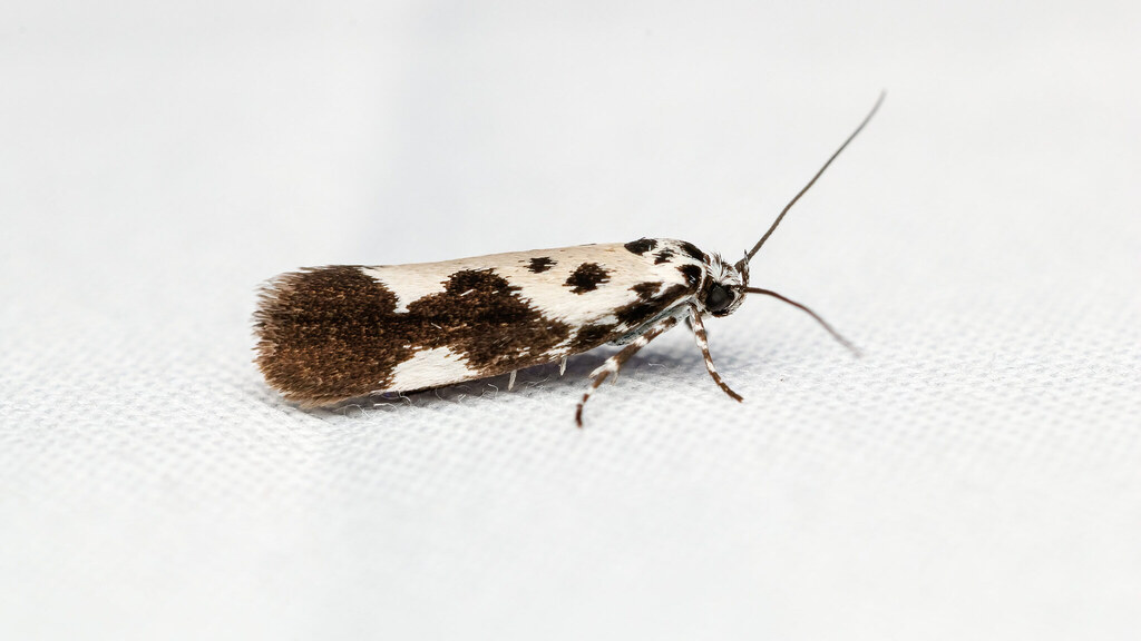 Ethmiidae Ethmia quadrillella