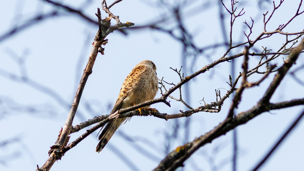 Falconidae Falco tinnunculus