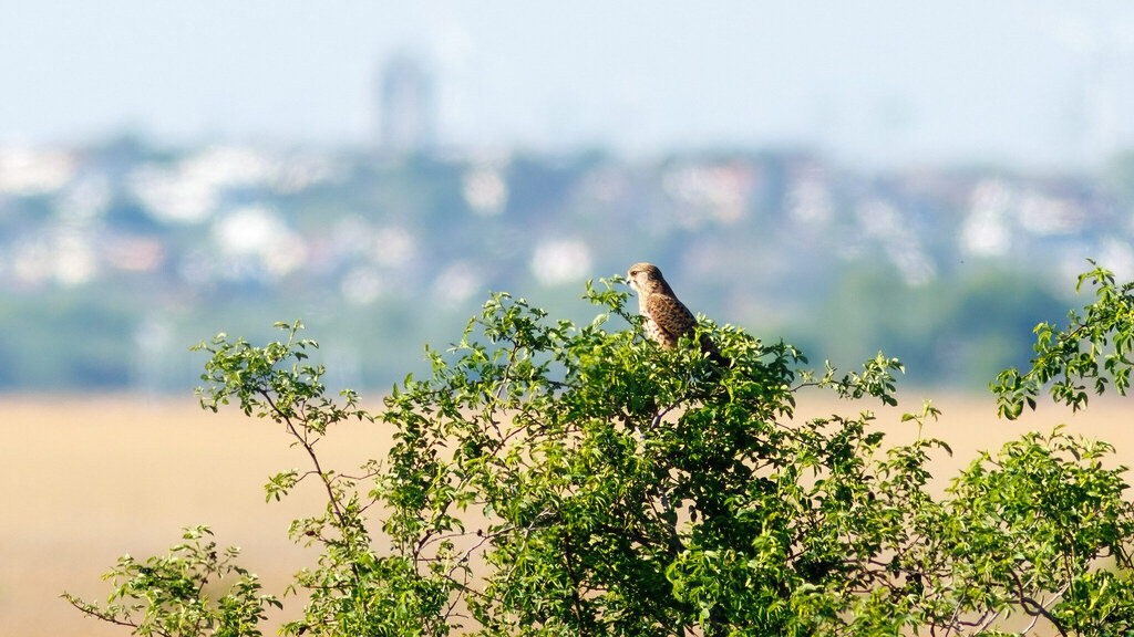 Falconidae Falco tinnunculus