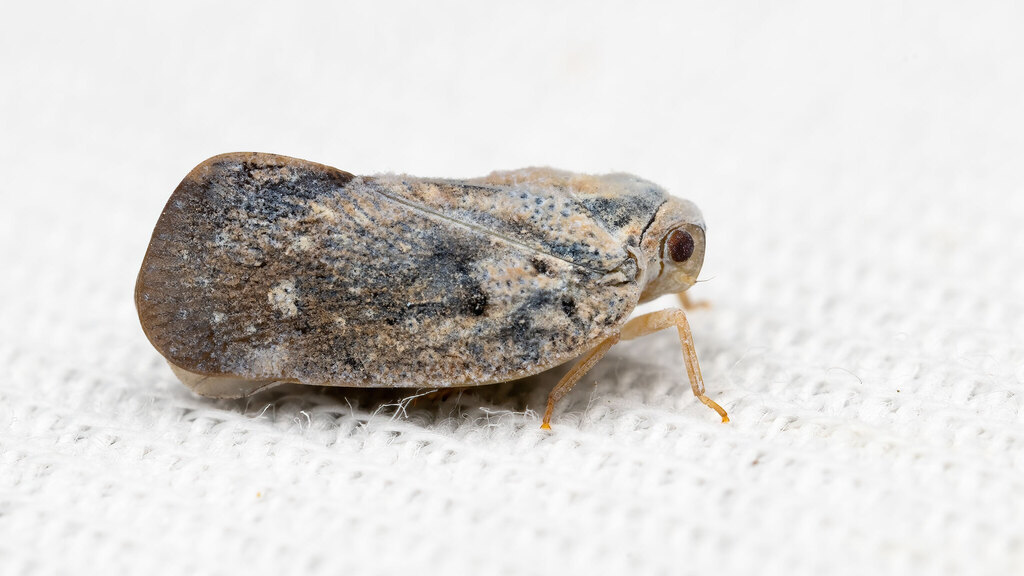 Flatidae Metcalfa pruinosa