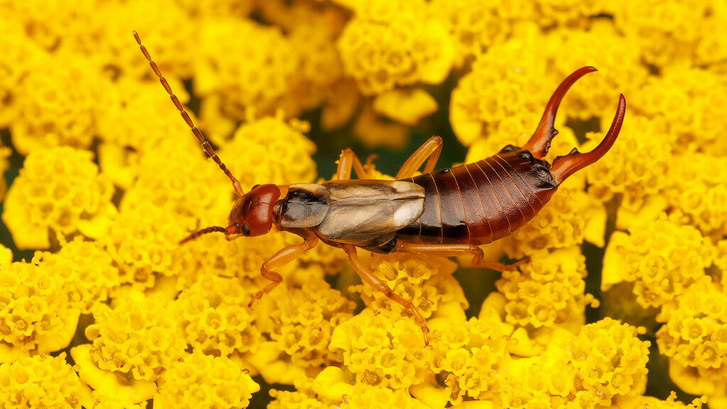 Forficulidae Forficula auricularia