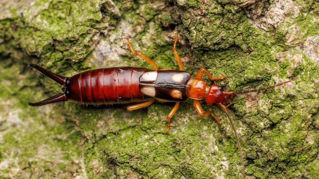 Forficula smyrnensis