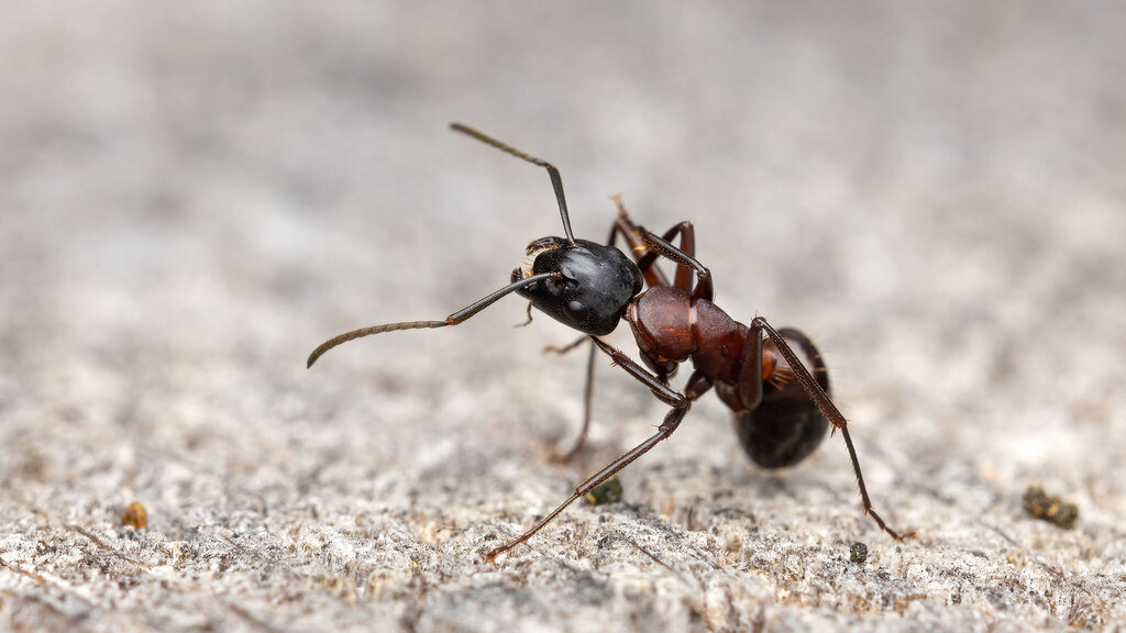 Formicidae Camponotus