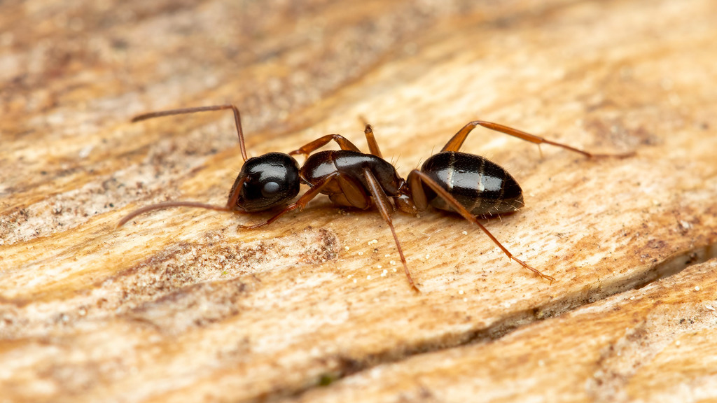 Formicidae Camponotus fallax