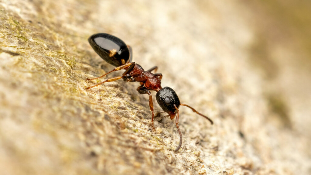 Formicidae Dolichoderus quadripunctatus