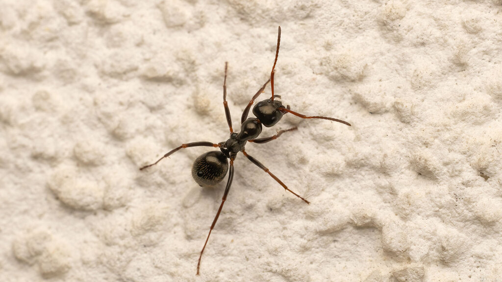 Formicidae Formica gagates