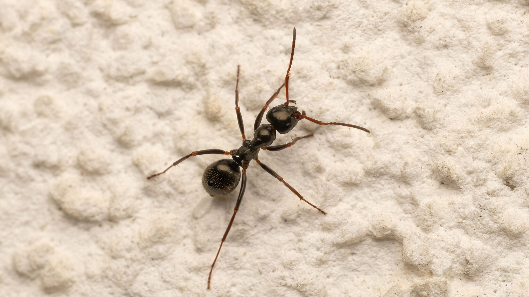 Formicidae Formica gagates