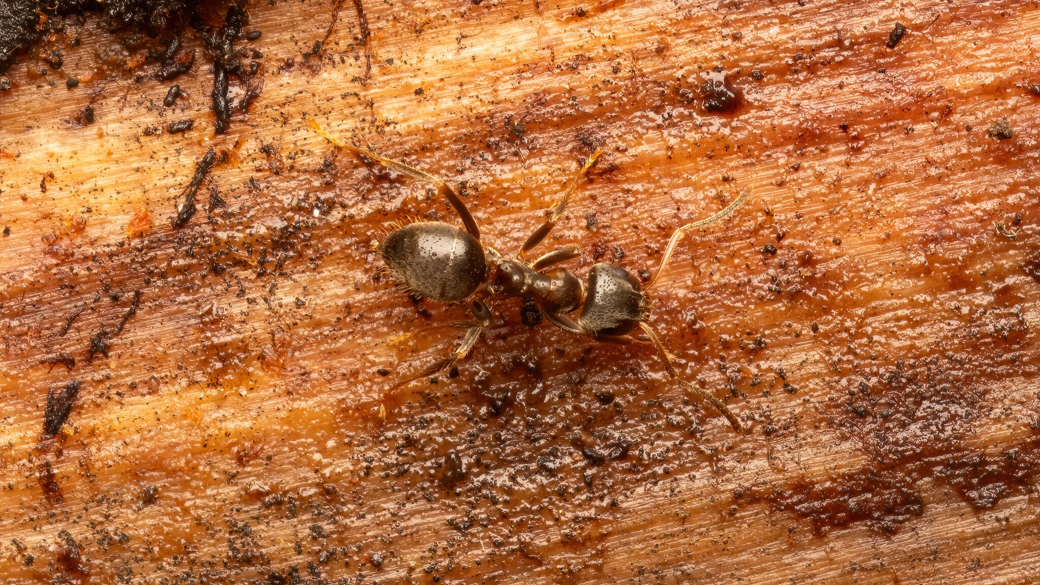 Formicidae Lasius