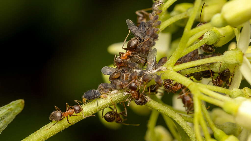 Formicidae Lasius emarginatus