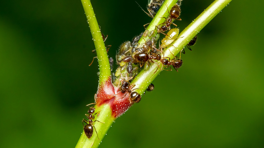 Formicidae Lasius niger