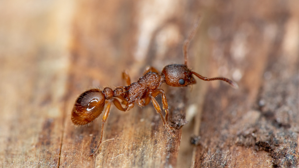 Formicidae Myrmica ruginodis