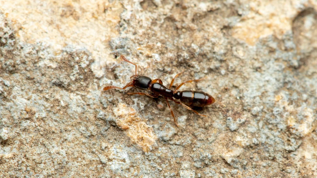 Formicidae Ponera