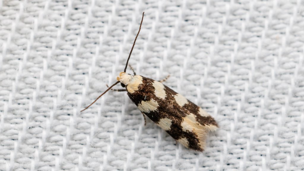 Pseudotelphusa tessella