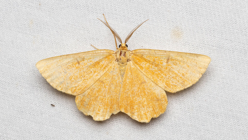 Geometridae Angerona prunaria