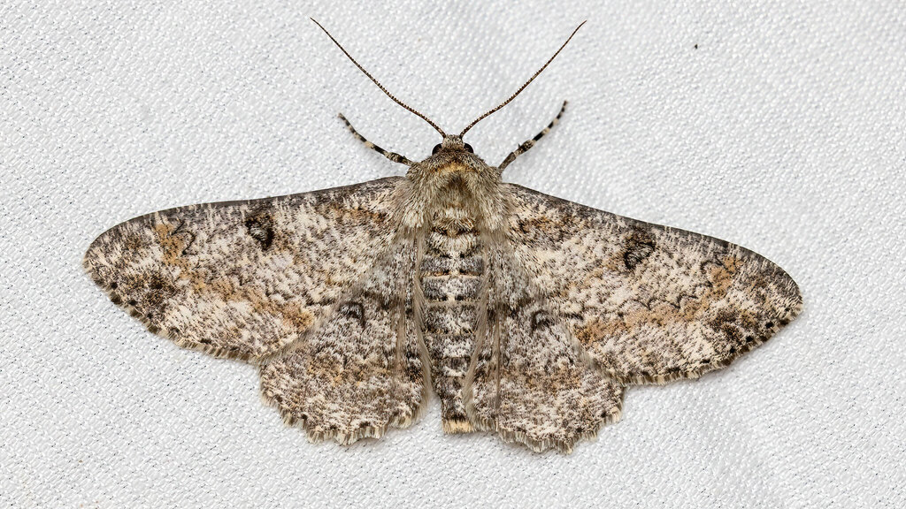 Geometridae Ascotis selenaria