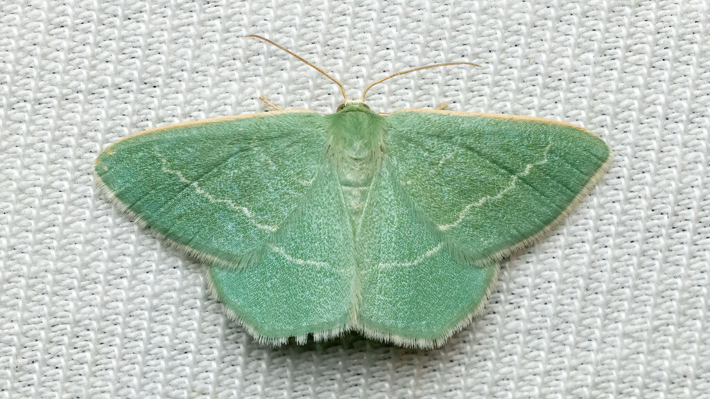 Geometridae Chlorissa viridata
