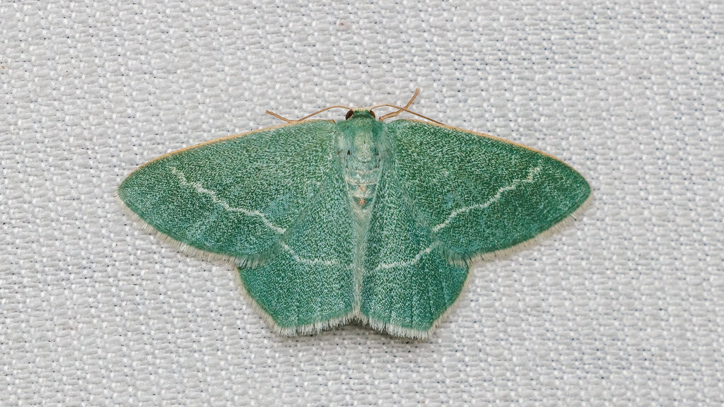 Geometridae Chlorissa viridata