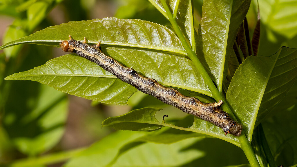 Geometridae Colotois pennaria