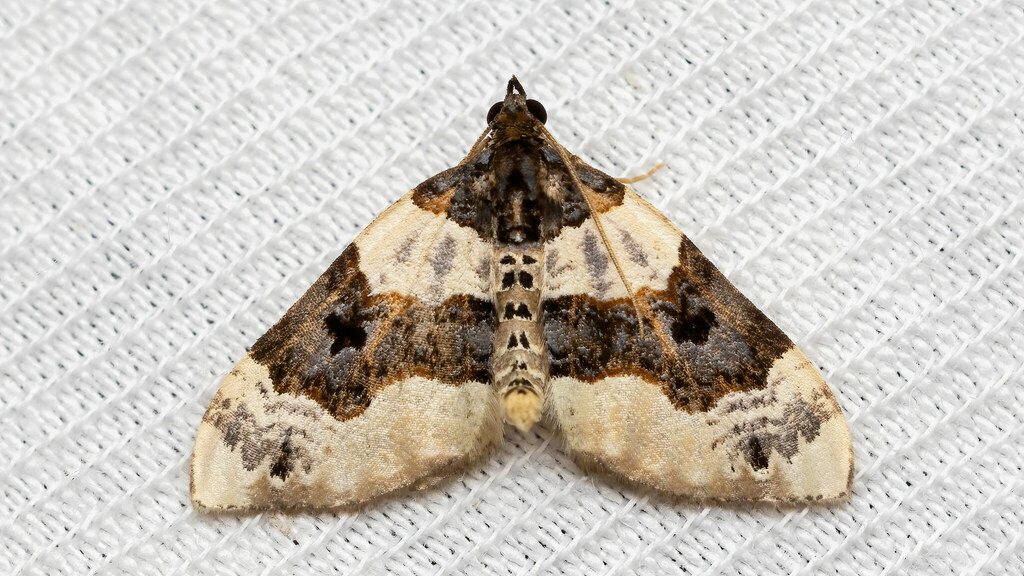 Geometridae Cosmorhoe ocellata